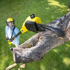 Professional Tree Removal in Las Flores, CA